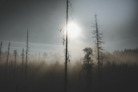 Solskogen Jämtland